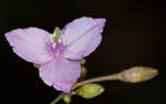 Florida scrub roseling